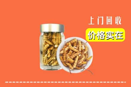 吕梁市柳林回收散虫草